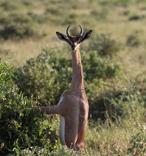 Giraffenhalsantilopen, Gerenuk im Ngutuni Reservat