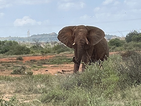 Rote Elefanten am Nairobi - Mombasa Highway