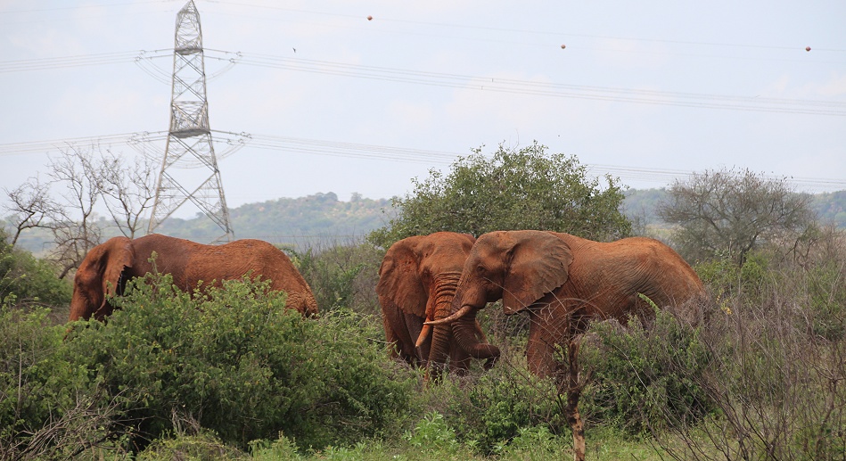 Rote Elefanten am Nairobi - Mombasa Highway