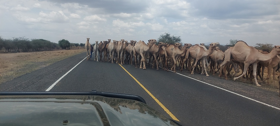 eine Herde Dromedare auf der Br&uuml;cke in Archers Post