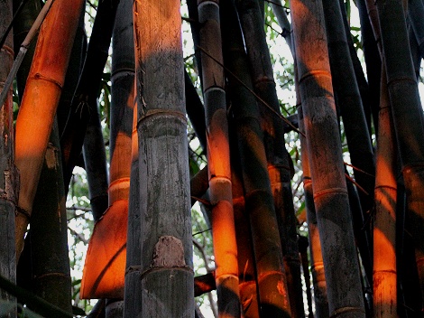 20 Meter hoher Bambus vor der Terrasse unseres Bungalows, Boko Boko Guesthouse