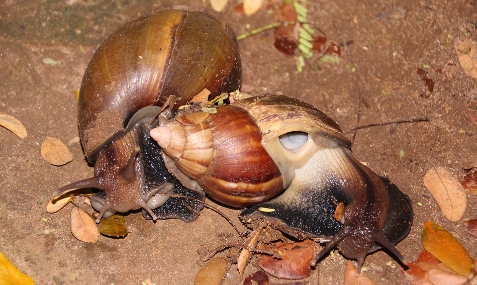 Achatschnecken im Garten des Boko Boko Guesthouse