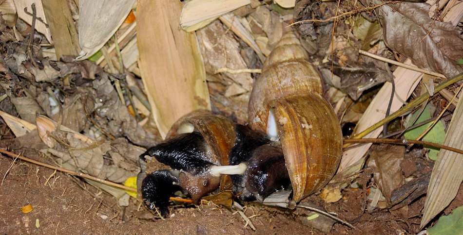 Achatschneckenpaarung, Nachts im Boko Boko - Porini Restaurant