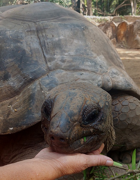 Aldabra Riesenschildkr&ouml;te im Garten des Boko Boko Guesthouse