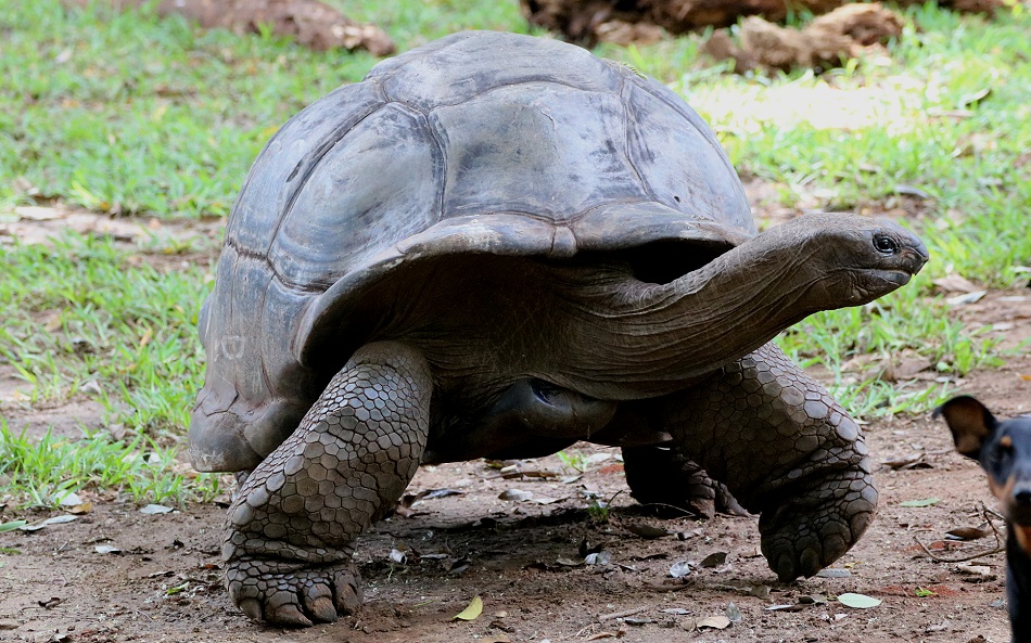 Aldabra Riesenschildkröte im Garten des Boko Boko Guesthouse