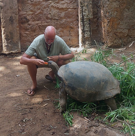 Aldabra Riesenschildkr&ouml;te im Garten des Boko Boko Guesthouse