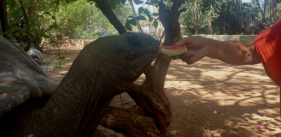 Aldabra Riesenschildkröte im Garten des Boko Boko Guesthouse