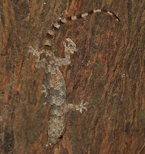 Baumgecko