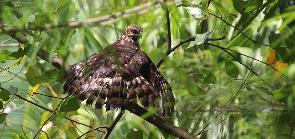 Dominohabicht jagt im garten des Boko Boko Drauerdrongos und Fledermäuse