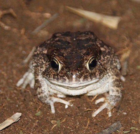 Guttural toad im Garten des Boko Boko Guesthouse