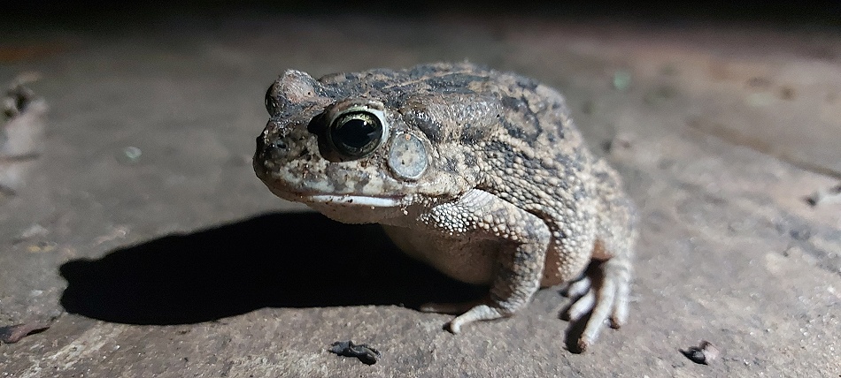 Guttural toad im Garten des Boko Boko Guesthouse