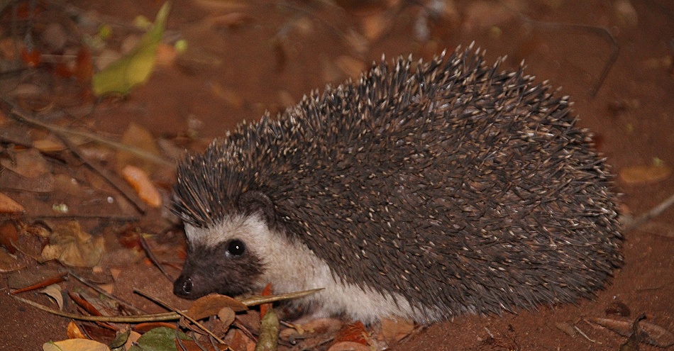Wei&szlig;bauchigel, Nachts im Boko Boko - Porini Restaurant