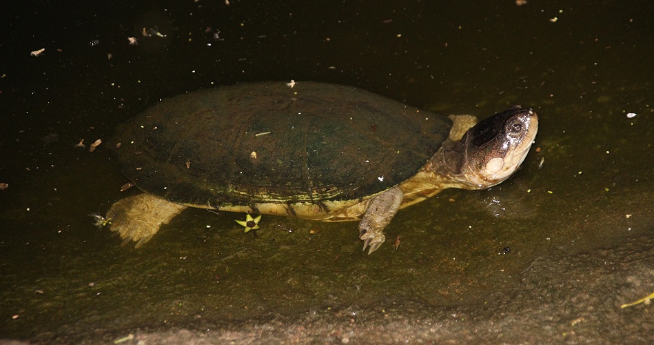 Klappbrust Pelomedusenschildkröte, Boko Boko Bungalows