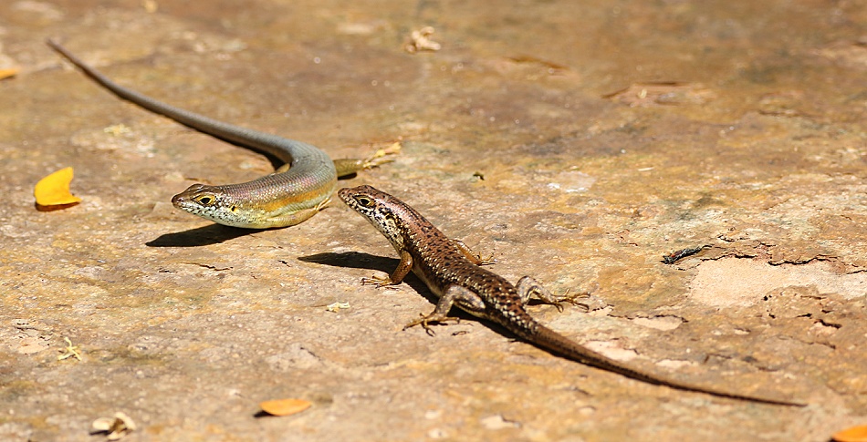Speckled Lipped Skink, Pärchen
