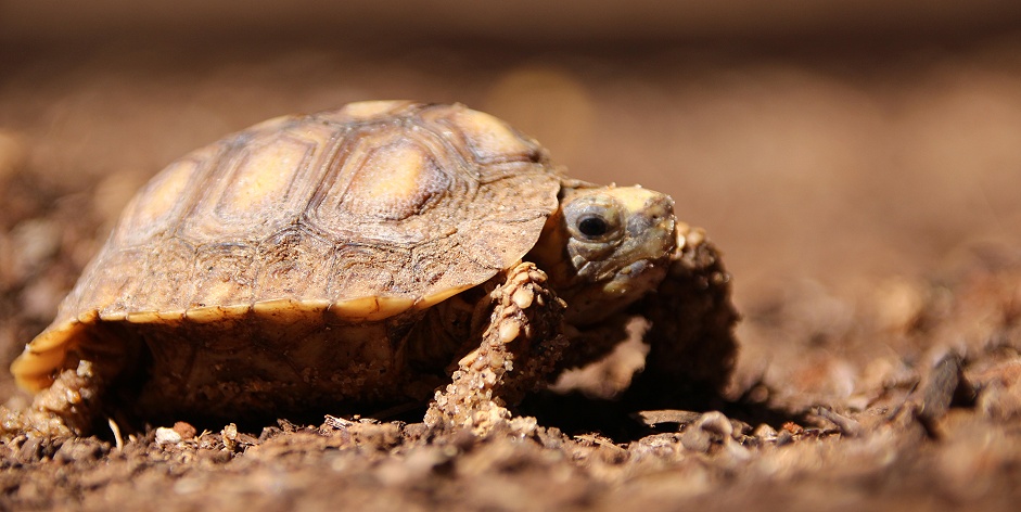 frisch geschlüpfte Spekes Gelenkschildkroeten, Boko Boko Guesthouse