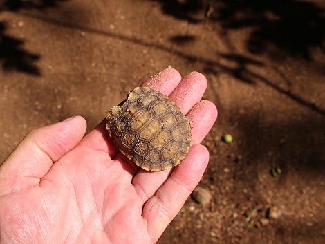 frisch geschl&uuml;pfte Spekes Gelenkschildkroeten, Boko Boko Guesthouse