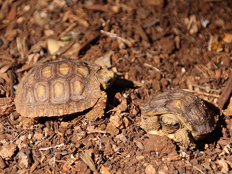 frisch geschl&uuml;pfte Spekes Gelenkschildkroeten, Boko Boko Guesthouse