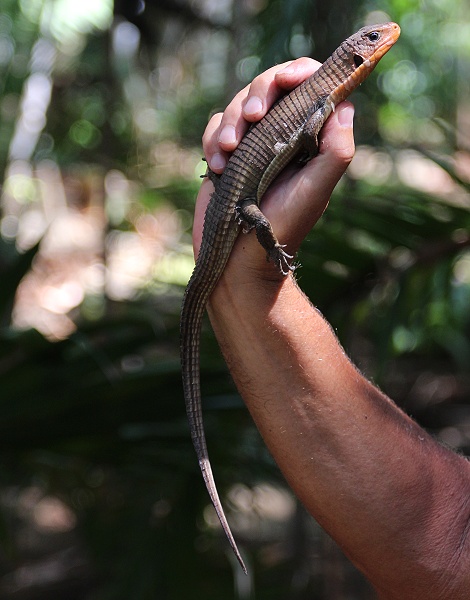 Sudan Schildechse im Garten des Boko Boko Guesthouse