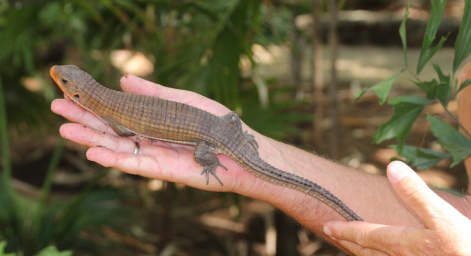 Sudan Schildechse im Boko Boko