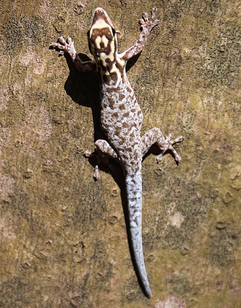 Wei&szlig;kopfzwerggecko, Boko Boko Guesthouse