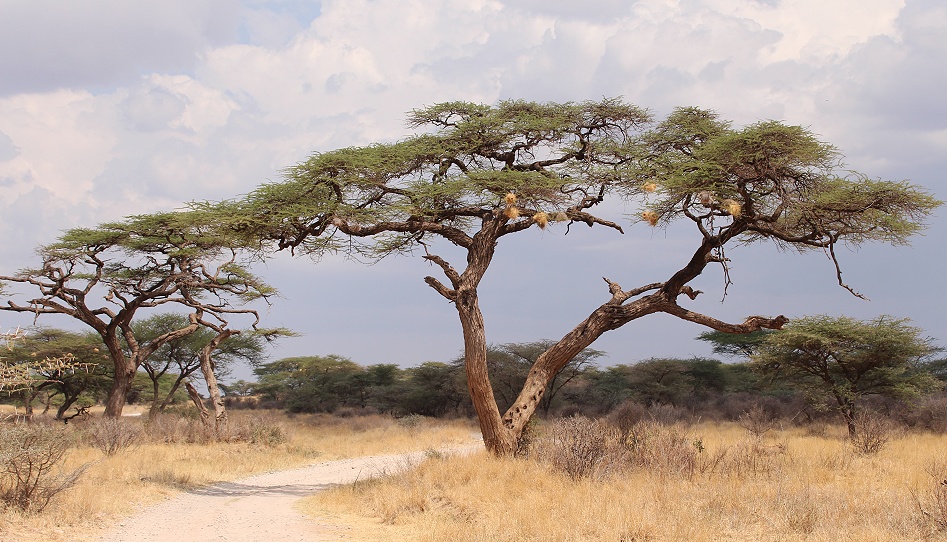 Game Drive im Buffalo Springs Reservat