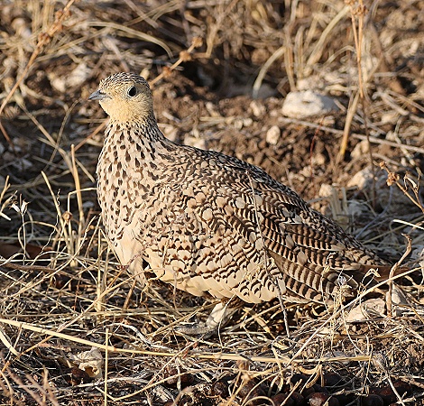 Braunbauchflughuhn, Henne