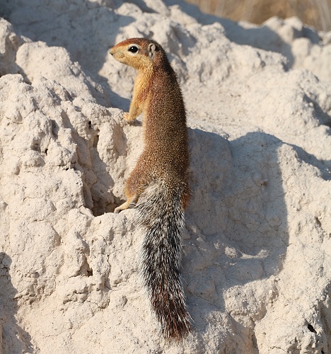 Ockerfarbiges Bushh&ouml;rnchen