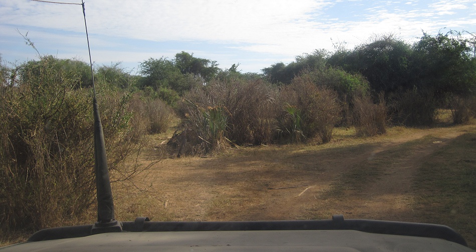Leopard, Weibchen mit Jungem - Samburu