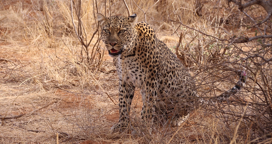 Leopard, Weibchen ruft ihren Nachwuchs, Samburu