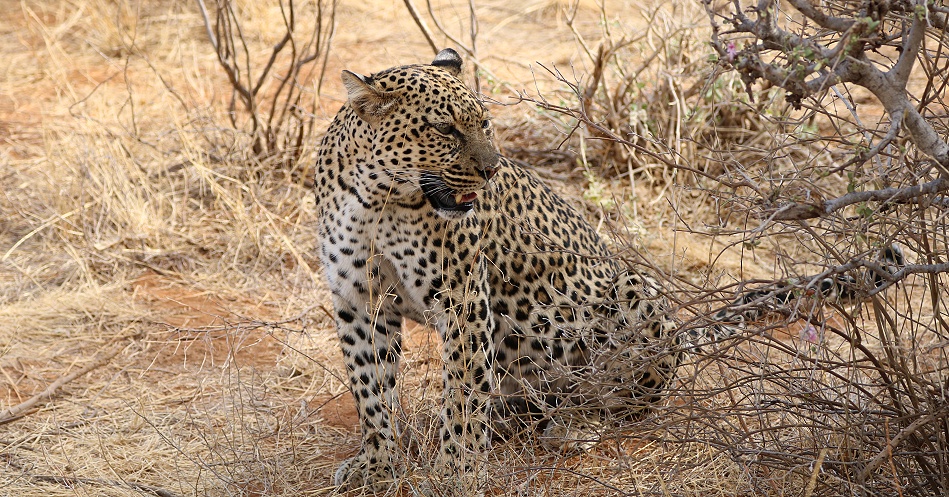 Leopard, Weibchen ruft ihren Nachwuchs, Samburu