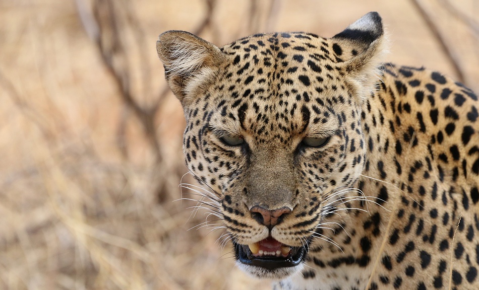 Leopard, Weibchen ruft ihren Nachwuchs, Samburu