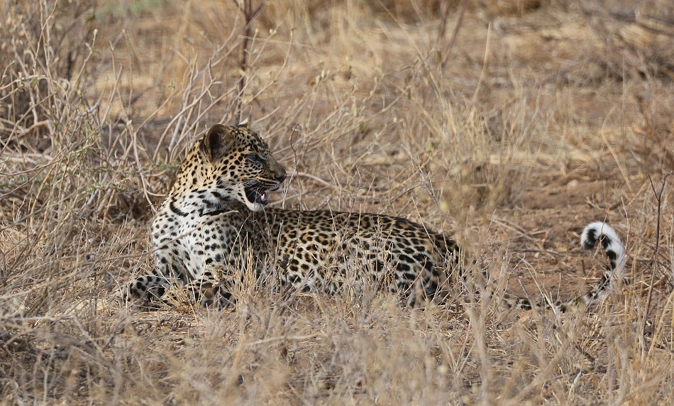sehr junger Leopard, Samburu