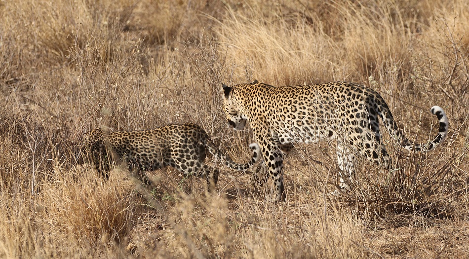 Leopard, Weibchen mit Jungem - Samburu