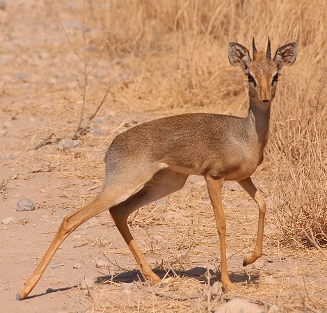 Kirks Dik Dik