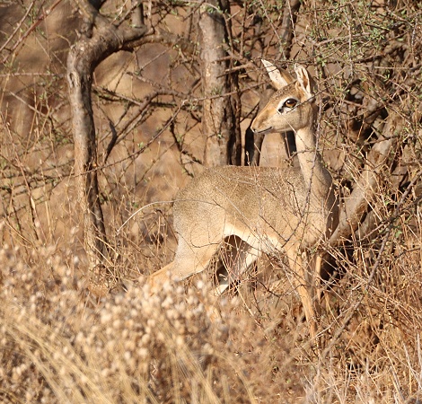 G&uuml;nthers Dik Dik