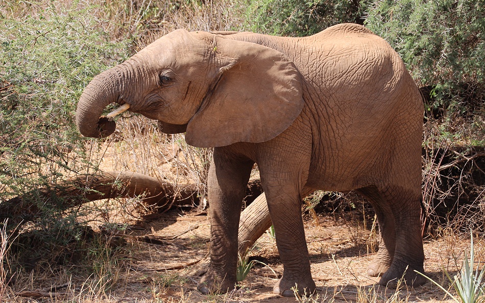 Elefanten Begegnung im Buffalo Springs Reservat