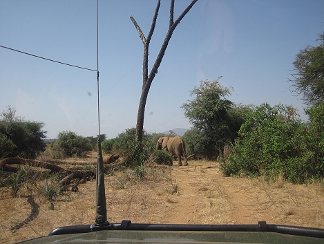Elefanten Begegnung im Buffalo Springs Reservat