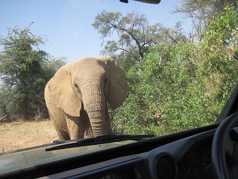 Elefanten Begegnung im Buffalo Springs Reservat