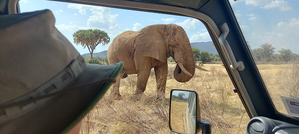 erste Elefanten Begegnung
