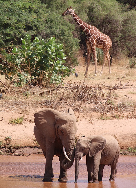 Elefanten im Ewaso Ngiro River