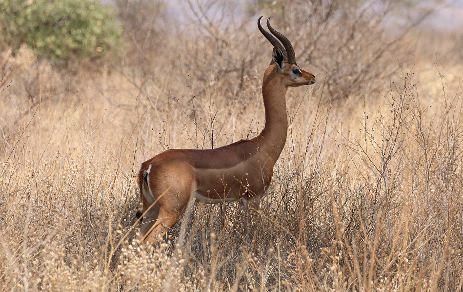 Gerenuk Antilope, M&auml;nnchen