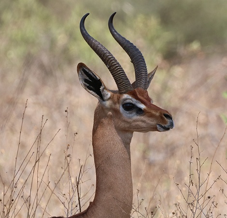Gerenuk Antilope, M&auml;nnchen