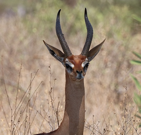 Gerenuk Antilope, M&auml;nnchen
