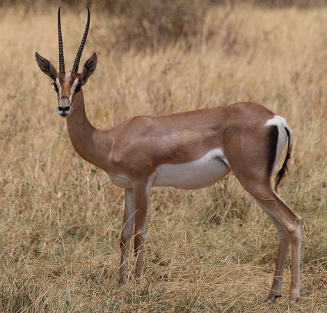N&ouml;rdliche Grant Gazelle, Weibchen