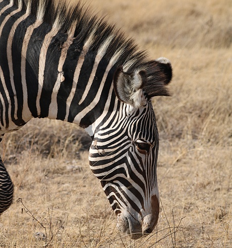 Grevy Zebra