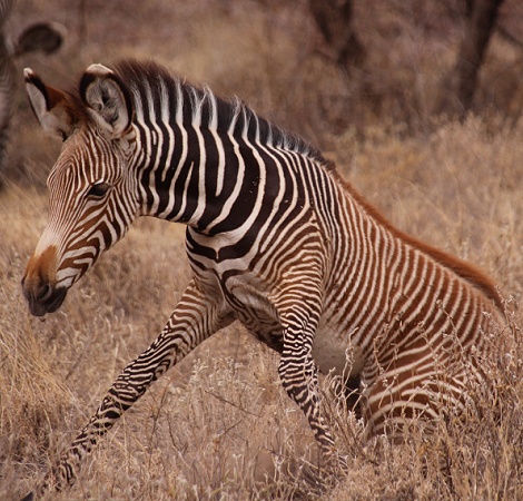 Grevy Zebra Fohlen