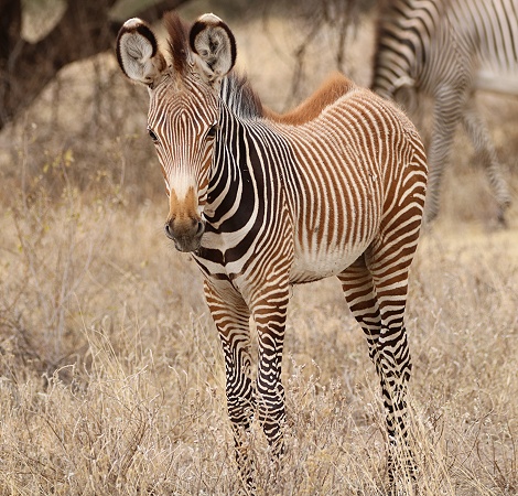 Grevy Zebra Fohlen