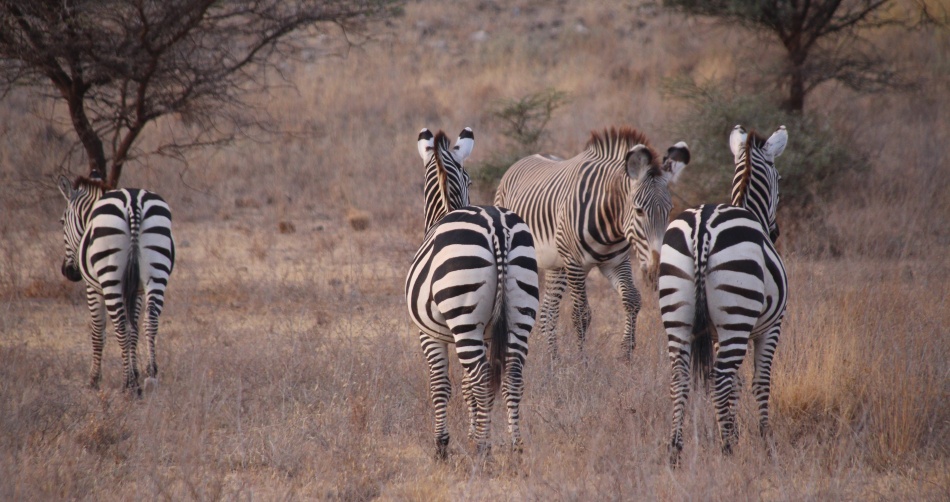 Steppen und Grevy Zebras