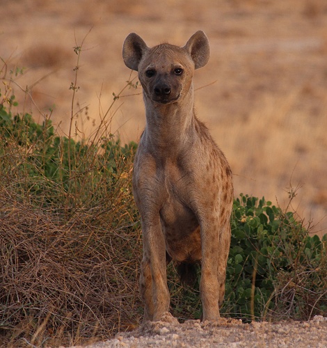 T&uuml;pfelhy&auml;ne im Buffalo Reservat