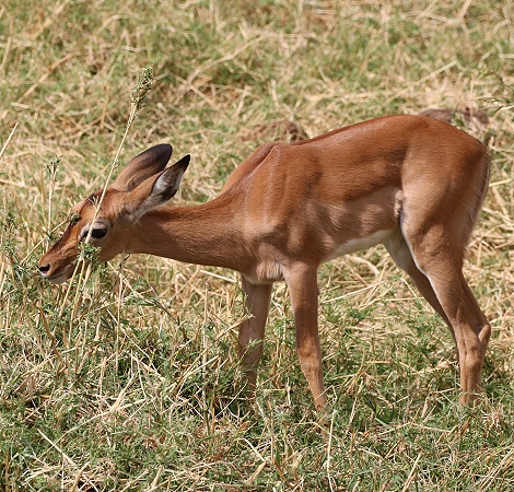 Impala Kitz